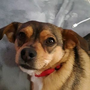 Meet your Posher, Bella